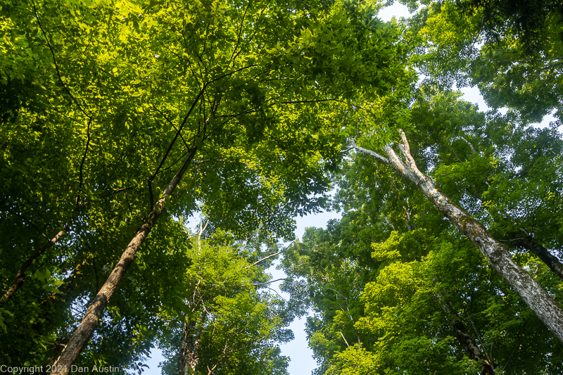 Great Smoky Mountains_005 - July 22, 2021