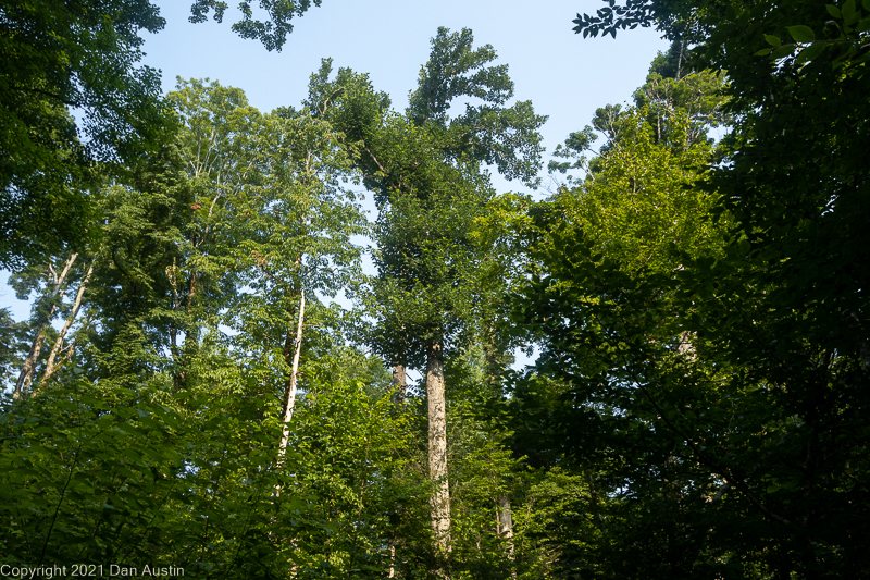 Great Smoky Mountains_006 - July 22, 2021