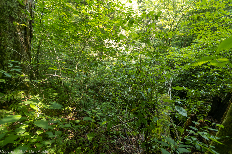 Great Smoky Mountains_020 - July 22, 2021