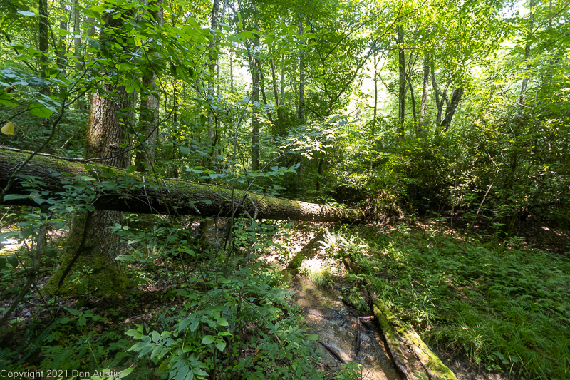 Great Smoky Mountains_054 - July 22, 2021